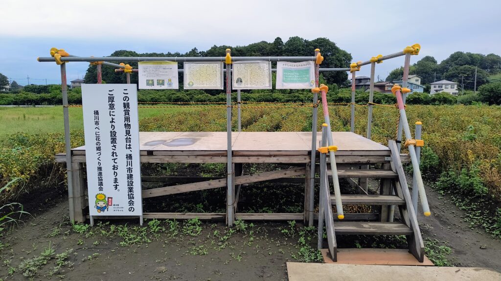 道の駅の裏手（敷地外）にべに花畑があり見学のための物見台が設置されてました。