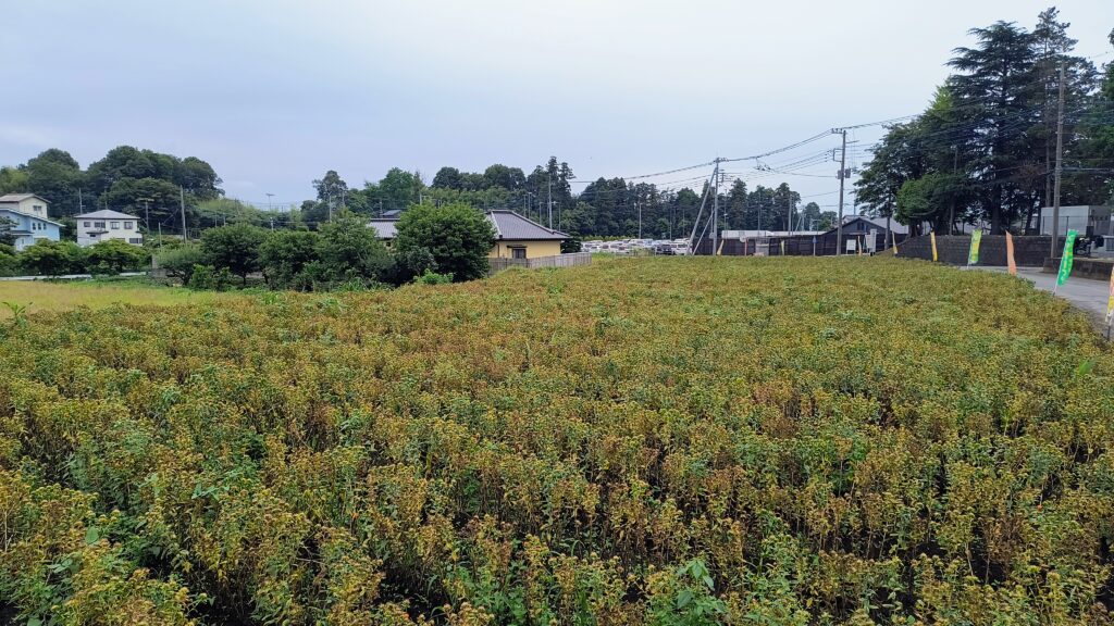べに花畑の様子。訪問は6月下旬だったので見頃を少し過ぎたあたりだと思います。