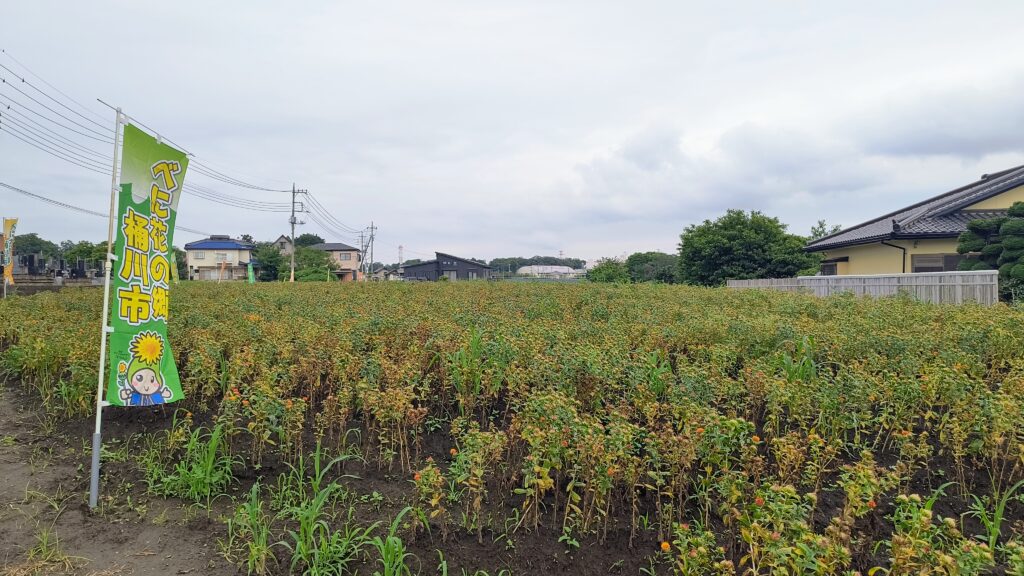 べに花畑の様子